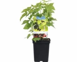 FLORASELF Zwarte Bes Ribes 'Nigrum' Ø 18 Cm