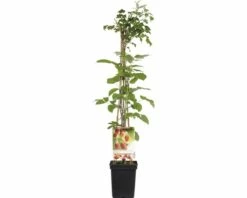 FLORASELF Framboos Rubus Ideaus 'Malling Promise' Ø 18 Cm