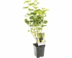 FLORASELF® Jostabes Ribes 'Jostaberry' Potmaat Ø 18 Cm