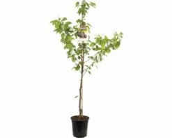 FLORASELF Kersenboom Prunus Avium Sunburst Ø24 Cm Rood