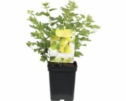 FLORASELF Kruisbes Ribes Uva-crispa 'Hinnonmäki Grön' Ø 18 Cm Groen