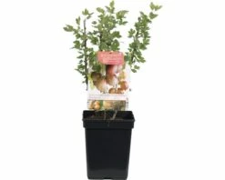 FLORASELF Kruisbes Ribes Uva-crispa 'Hinnonmäki Röd' Ø 18 Cm Rood