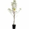 FLORASELF Perenboom Pyrus Communis Gieser Wildeman Ø24 Cm -FLORASELF Verkoop DV 8 5736932 01 4c NL 20170609204310