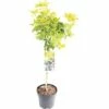 FLORASELF® Choisya Op Stam Choisya Ternata Brica Sundance 1 FLORASELF® Choisya Op Stam Choisya Ternata Brica Sundance -FLORASELF Verkoop DV 8 5736939 01 4c NL 20171101001537