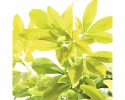 FLORASELF® Choisya Op Stam Choisya Ternata Brica Sundance -FLORASELF Verkoop DV 8 5736939 02 4c NL 20171031135332