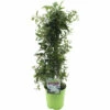 FLORASELF Klimmende Nachtschade Solanum Jasminoides Potmaat Ø 19 Cm 70-90 Cm 2 FLORASELF Klimmende Nachtschade Solanum Jasminoides Potmaat Ø 19 Cm 70-90 Cm -FLORASELF Verkoop DV 8 5736966 01 4c NL 20210430134652