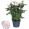 FLORASELF Roos Carmela Felroze Ø13 Cm H40 Cm -FLORASELF Verkoop DV 8 5800850 01 4c DE 20200403094759