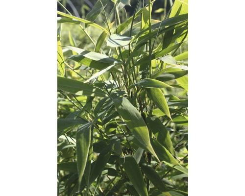 FLORASELF Bamboe Fargesia Murielae 'Panda' Potmaat Ø 23 Cm H 60-80 Cm 4 FLORASELF Bamboe Fargesia Murielae 'Panda' Potmaat Ø 23 Cm H 60-80 Cm - Afbeelding 2