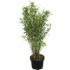 FLORASELF Bamboe Fargesia Murielae 'Panda' Potmaat Ø 23 Cm H 60-80 Cm -FLORASELF Verkoop DV 8 5803043 02 4c NL 20210227221654