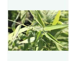 FLORASELF Bamboe Fargesia Murielae 'Panda' Potmaat Ø 23 Cm H 60-80 Cm 7 FLORASELF Bamboe Fargesia Murielae 'Panda' Potmaat Ø 23 Cm H 60-80 Cm -FLORASELF Verkoop DV 8 5803043 03 4c NL 20210227221654