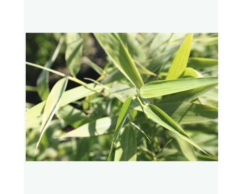 FLORASELF Bamboe Fargesia Murielae 'Panda' Potmaat Ø 23 Cm H 60-80 Cm 5 FLORASELF Bamboe Fargesia Murielae 'Panda' Potmaat Ø 23 Cm H 60-80 Cm - Afbeelding 3