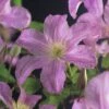 FLORASELF Bosrank Clematis X Hybride 'Comtesse De Bouchaud' Potmaat Ø 16,0 Cm H 75-85 Cm -FLORASELF Verkoop DV 8 5823299 01 4c CH 20171007002915