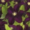 FLORASELF Bosrank Clematis X Hybride 'Warszamska Nike' Potmaat Ø 16,0 Cm H 75-85 Cm