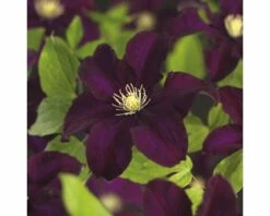 FLORASELF Bosrank Clematis X Hybride 'Warszamska Nike' Potmaat Ø 16,0 Cm H 75-85 Cm