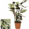 FLORASELF Calathea Whitestar Ø19 Cm H80-90 Cm -FLORASELF Verkoop DV 8 5844496 01 4c DE 20180823094755