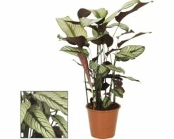 FLORASELF Calathea Whitestar Ø19 Cm H80-90 Cm