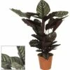 Marantaceae FloraSelf Calathea Ornata H 80-90 Cm Ø 19 Cm Pot -FLORASELF Verkoop DV 8 5844498 01 4c DE 20180823094755