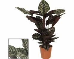 Marantaceae FloraSelf Calathea Ornata H 80-90 Cm Ø 19 Cm Pot