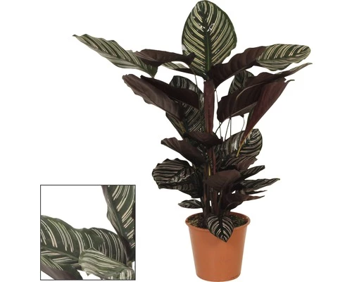 Marantaceae FloraSelf Calathea Ornata H 80-90 Cm Ø 19 Cm Pot 3 Marantaceae FloraSelf Calathea Ornata H 80-90 Cm Ø 19 Cm Pot