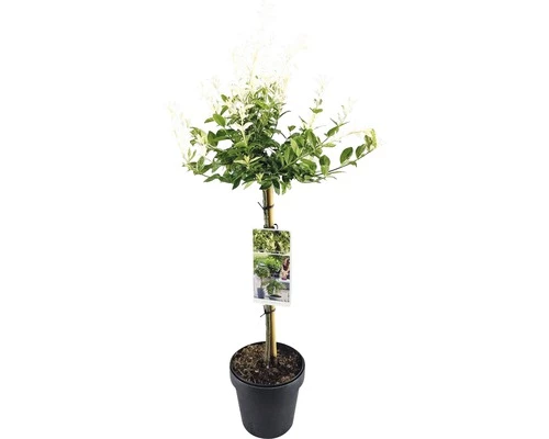 FLORASELF® Bontbladige Kardinaalshoed Euonymus Fortunei 'Harlequin' 4 FLORASELF® Bontbladige Kardinaalshoed Euonymus Fortunei 'Harlequin' - Afbeelding 2