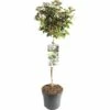 FLORASELF® Sneeuwbal Op Stam Viburnum Tinus Wit -FLORASELF Verkoop DV 8 5917804 01 4c NL 20171101000949