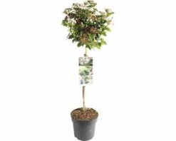 FLORASELF® Sneeuwbal Op Stam Viburnum Tinus Wit