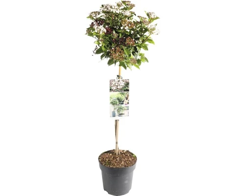 FLORASELF® Sneeuwbal Op Stam Viburnum Tinus Wit 3 FLORASELF® Sneeuwbal Op Stam Viburnum Tinus Wit