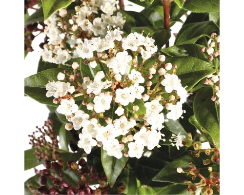 FLORASELF® Sneeuwbal Op Stam Viburnum Tinus Wit 4 FLORASELF® Sneeuwbal Op Stam Viburnum Tinus Wit - Afbeelding 2
