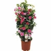 FLORASELF Chinese Jasmijn Dipladenia Mandevilla Potmaat Ø 21 Cm H 70 Cm -FLORASELF Verkoop DV 8 5939238 02 4c RO 20210610101751