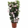 FLORASELF Chinese Jasmijn Dipladenia Mandevilla Potmaat Ø 21 Cm H 70 Cm -FLORASELF Verkoop DV 8 5939239 01 4c DE 20171011175639