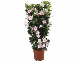 FLORASELF Chinese Jasmijn Dipladenia Mandevilla Potmaat Ø 21 Cm H 70 Cm