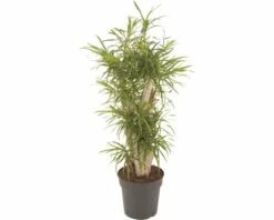 FLORASELF Dracaena Anita Verzw. Ø27 Cm H120-140 Cm