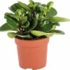FLORASELF® Peperomia "Peperomia Obtipan" Potmaat Ø 10,5 Cm 2 FLORASELF® Peperomia "Peperomia Obtipan" Potmaat Ø 10,5 Cm -FLORASELF Verkoop DV 8 5962180 01 4c RO 20170531093416
