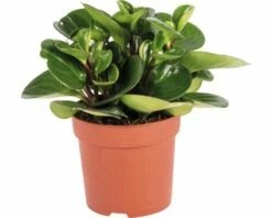 FLORASELF® Peperomia "Peperomia Obtipan" Potmaat Ø 10,5 Cm