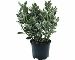 FLORASELF® Kardinaalshoed Euonymus Japonicus 'Kathy' Potmaat Ø13 Cm