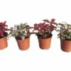 FLORASELF Mozaiekplantje Fittonia Verschaffeltii 'Mosaic' Potmaat Ø 7.0 Cm H 10-15 Cm -FLORASELF Verkoop DV 8 5985000 05 4c NL 20170630103240