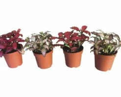 FLORASELF Mozaiekplantje Fittonia Verschaffeltii 'Mosaic' Potmaat Ø 7.0 Cm H 10-15 Cm