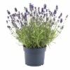 FLORASELF® Lavandula Angustifolia 'Felice'® -FLORASELF Verkoop DV 8 5989124 01 4c DE 20180825041559