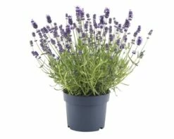 FLORASELF® Lavandula Angustifolia 'Felice'®