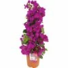 FLORASELF Bougainvillea Bougainvillea Sanderare Potmaat Ø 19 Cm H 25-35 Cm -FLORASELF Verkoop DV 8 5990309 01 4c DE 20170328232151