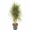 FLORASELF Dracaena Marginata Vertakt Ø27 Cm H120 Cm -FLORASELF Verkoop DV 8 5990561 02 4c DE 20200827134755