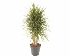 FLORASELF Dracaena Marginata Vertakt Ø27 Cm H120 Cm