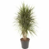 FLORASELF Drakenbloedboom Dracena Marginata Potmaat Ø 27 Cm H 100-120 Cm -FLORASELF Verkoop DV 8 5990562 01 4c DE 20220212011907