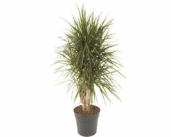 FLORASELF Drakenbloedboom Dracena Marginata Potmaat Ø 27 Cm H 100-120 Cm
