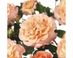 FLORASELF Struikroos Rosa 'Augusta Luise' Potmaat Ø 14 Cm H 5-10 Cm