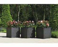 FLORASELF® Rozenstruik Rosa Nostalgie C3 Rood-wit -FLORASELF Verkoop DV 8 5994571 01 4c NL 20200423161756