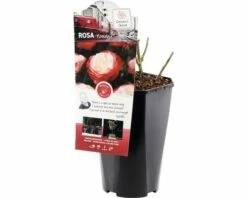 FLORASELF® Rozenstruik Rosa Nostalgie C3 Rood-wit