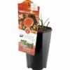 FLORASELF® Rozenstruik Orange Meilove Oranje -FLORASELF Verkoop DV 8 5994572 02 4c NL 20200424171652