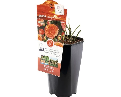 FLORASELF® Rozenstruik Orange Meilove Oranje 3 FLORASELF® Rozenstruik Orange Meilove Oranje