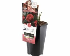 FLORASELF® Rozenstruik Red Leo Da Vinci Rood